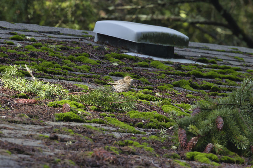 Moss and mold growth on asphalt roof